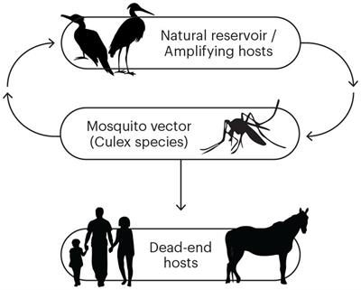 An integrated public health response to an outbreak of Murray Valley encephalitis virus infection during the 2022–2023 mosquito season in Victoria